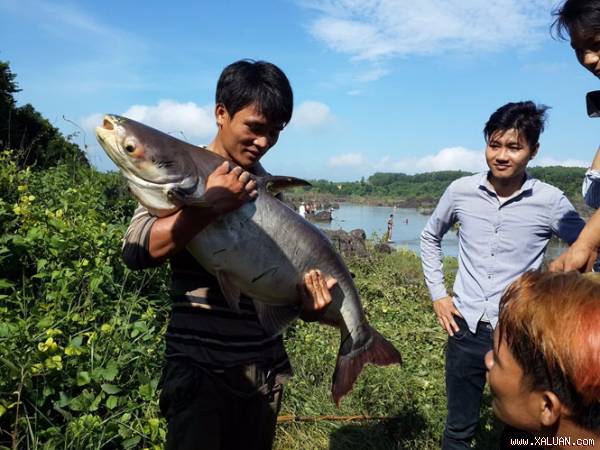 Nhìn thấy bắt cá